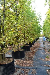 Peverelli: Quercus robur allevati in contenitori air-pot 